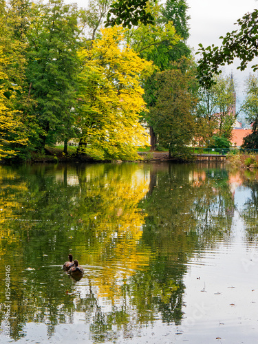 Ducks on a Lake