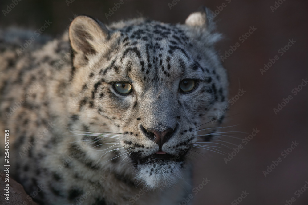 Close up of Snow leopard (Panthera uncia) rest on the stone. Close up of Snow leopard (Panthera uncia) rest on the stone.