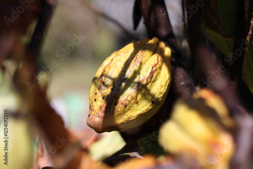 Theobroma cacao - cocoa photo