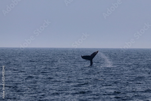 humpback