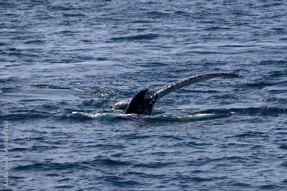 Fototapeta premium humpback whale