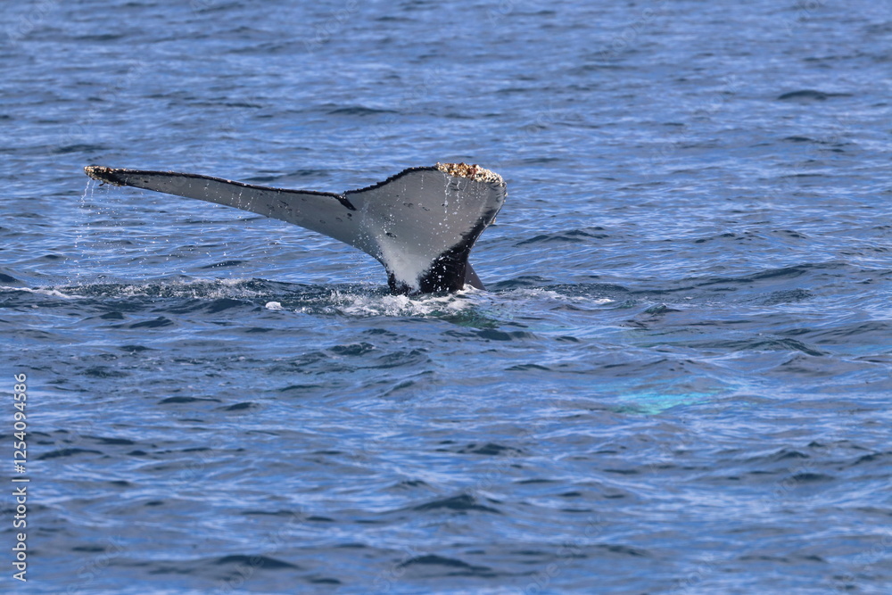 Obraz premium humpback whale