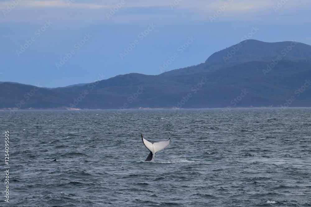 Naklejka premium humpback whale