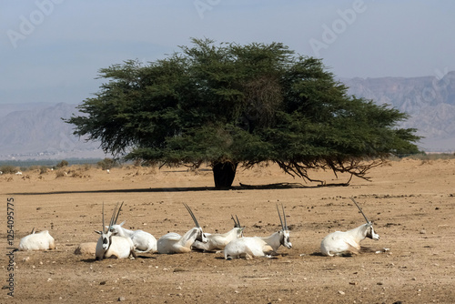 A herd of scimitar oryx (Oryx dammah) in the Yotvata Hai-Bar Nature Reserve
