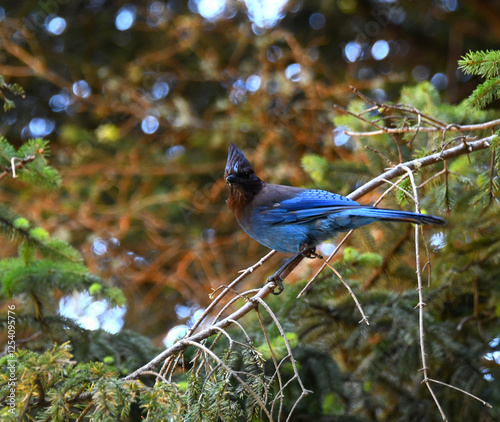 Stellers Jay Perched on Limb
