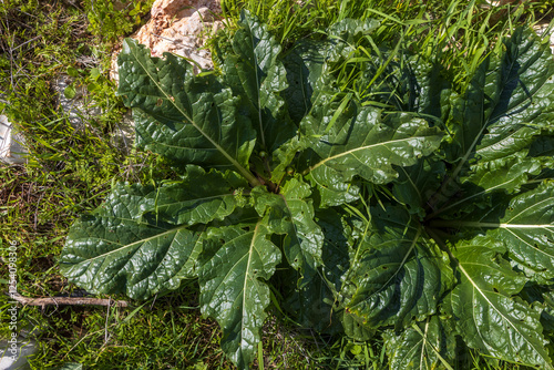 Mandragora is a genus of plants in the nightshade family. Its species are commonly known as mandrakes in the mointain photo