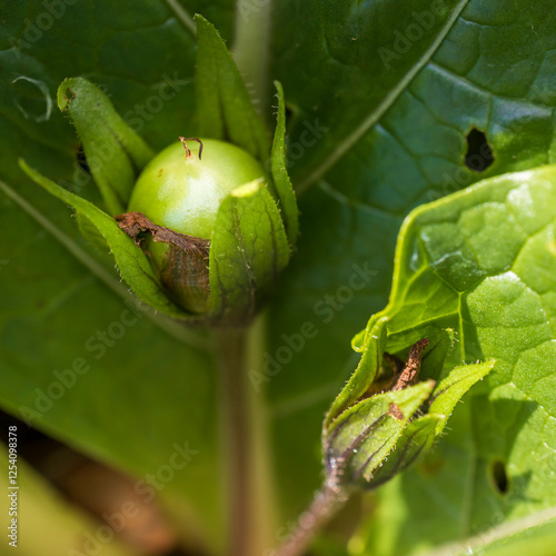 Mandragora belongs to the nightshade family and includes plants known as mandrakes. photo