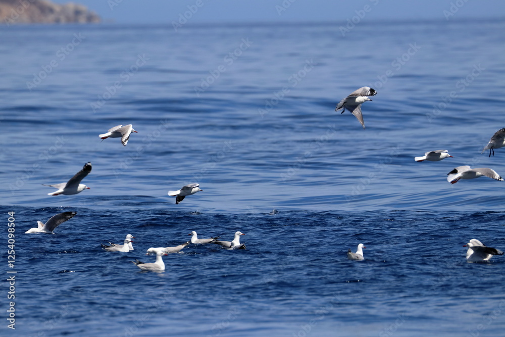 silver gull silver gull