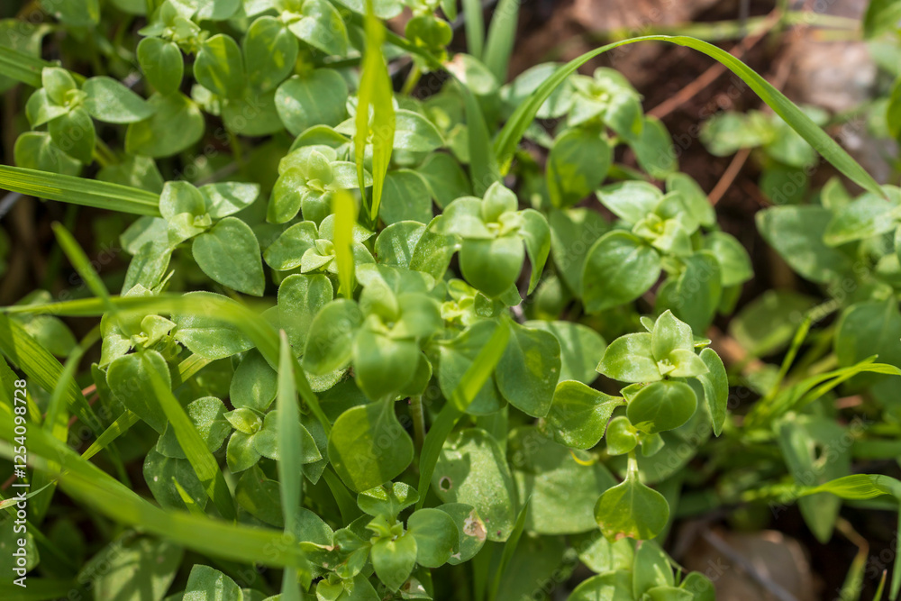 Theligonum cynocrambe is a low to short prostrate or occasionally erect, usually hairless annual herb Theligonum cynocrambe is a low to short prostrate or occasionally erect, usually hairless annual herb