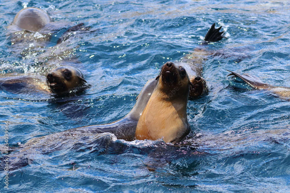 Obraz premium fur seal