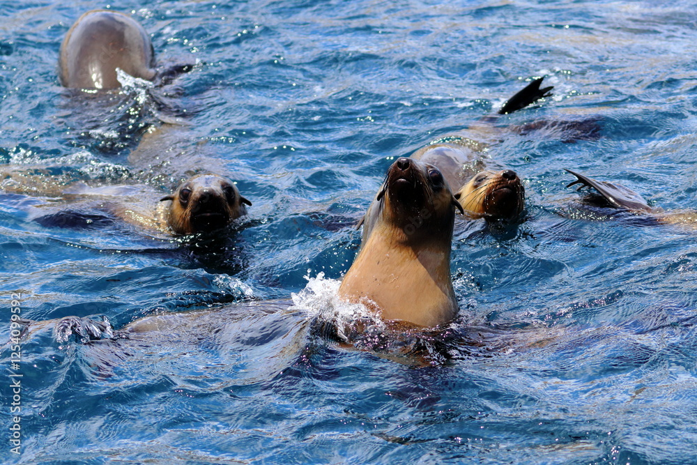 Obraz premium fur seal