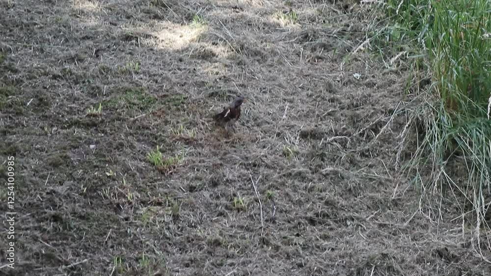 a song thrush bird among the dry grass