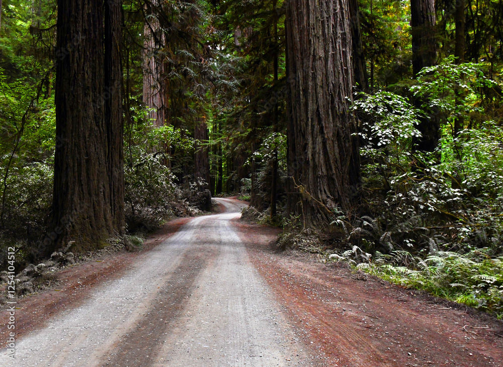 Fototapeta premium Driving Among the Giant Sequoias