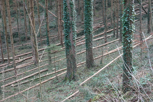 Waldpflege, Auflichtung . Forest management, thinning the stand photo