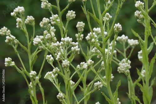 Green Everlasting, Pseudognaphalium Californicum, an elegant native gynomonoecious perennial displaying closed ovate glabrous floral buds during Spring in the Santa Monica Mountains.