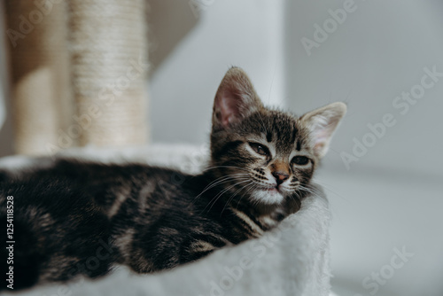 Portrait of one lying and dozing kitten in a cathouse bed. photo