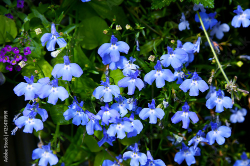 Beautiful Lobelia Erunis