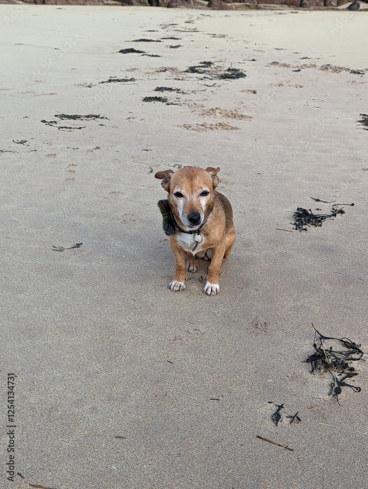 Tilly at the beach