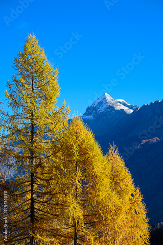 Yellow firs below Pizzo Scalino Alp mountain
