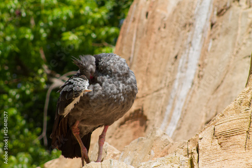 Birds Preening on Rocky Surface in Natural Habitat photo