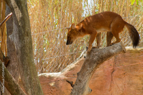 Small Brown Animal on a Branch in Nature