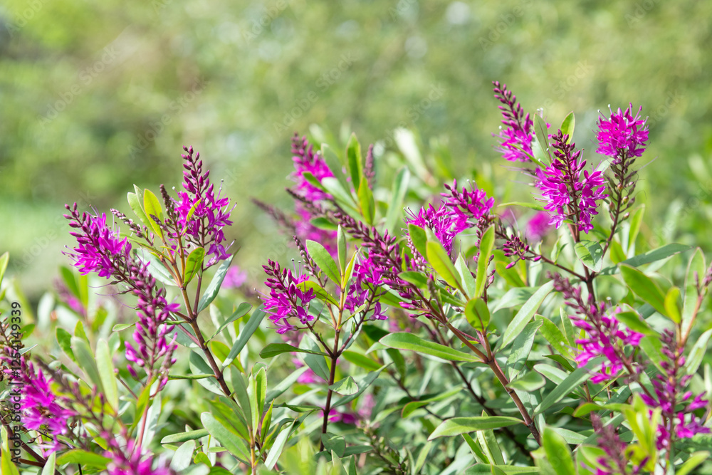 Fototapeta premium Close up of pink hebe flowers in bloom