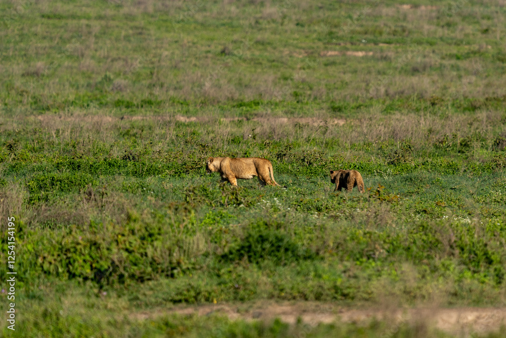 Two Lions Roaming the Grasslands of Ngorongoro Crater Two Lions Roaming the Grasslands of Ngorongoro Crater