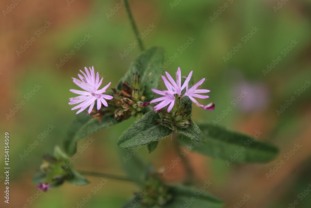 purple flora purple flora