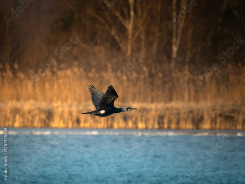 Kormoran lecący nad błękitną wodą photo