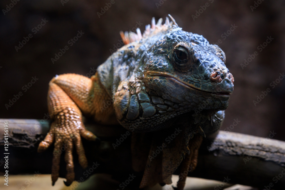 Fototapeta premium イグアナ