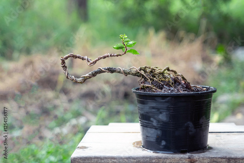 Free orm Dwarf cherry bonsai in process to create bonsai photo