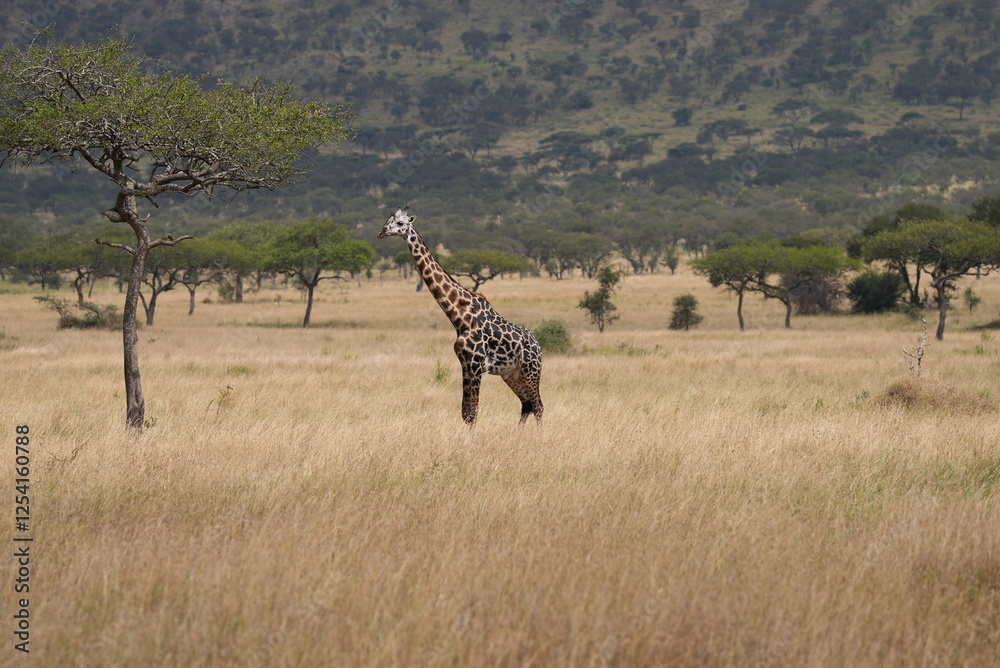 Fototapeta premium Giraffe in Africa