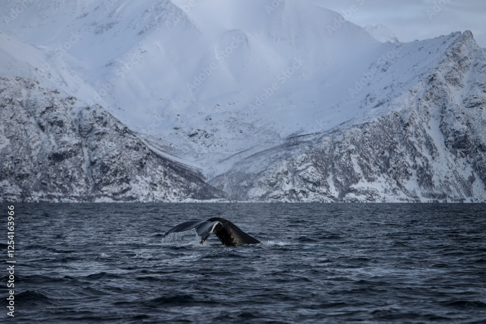 Obraz premium humpback whale, megaptera novaeangliae, whale, whales, cetacean