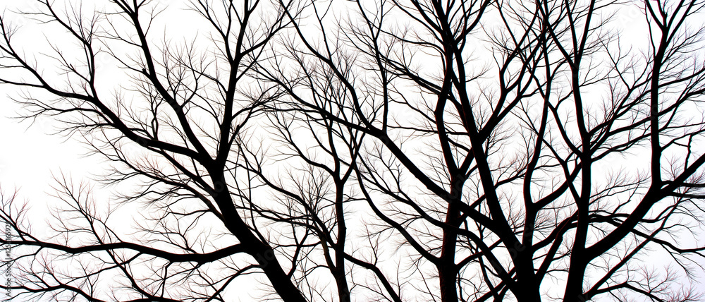 Bare tree silhouettes against a bright background, evoking a stark and minimalist mood, representing nature in its barest form with intricate branch patterns Bare tree silhouettes against a bright background, evoking a stark and minimalist mood, representing nature in its barest form with intricate branch patterns