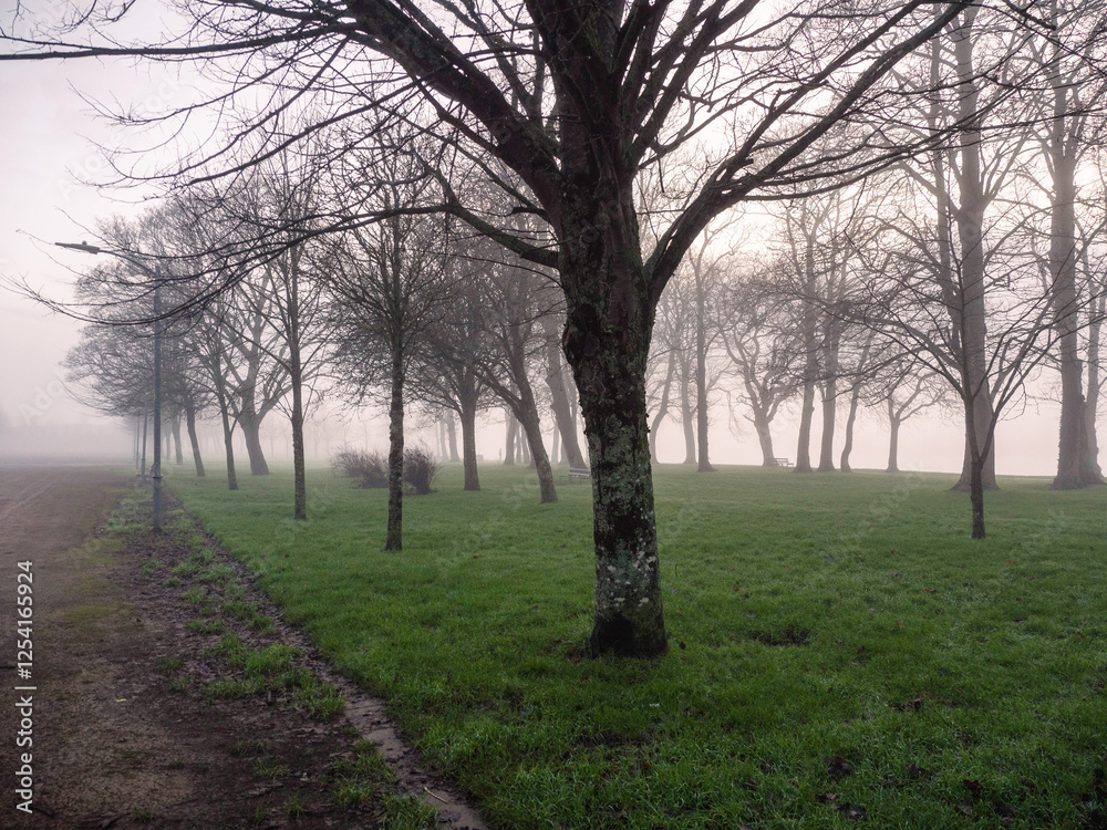 Winter town park in fog. Cool surreal look. Trees are without leaf and green lawn. Winter town park in fog. Cool surreal look. Trees are without leaf and green lawn.