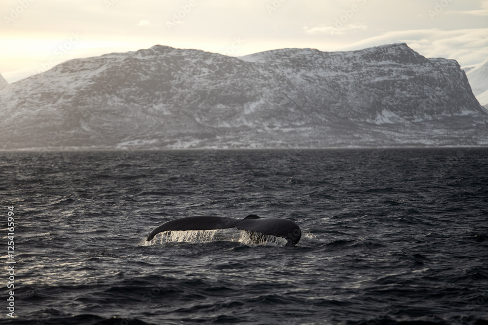 Fototapeta premium humpback whale, megaptera novaeangliae, whale, whales, cetacean