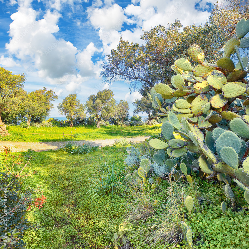Amazing view on blooming olive garden at Cape Milazzo during daytime.