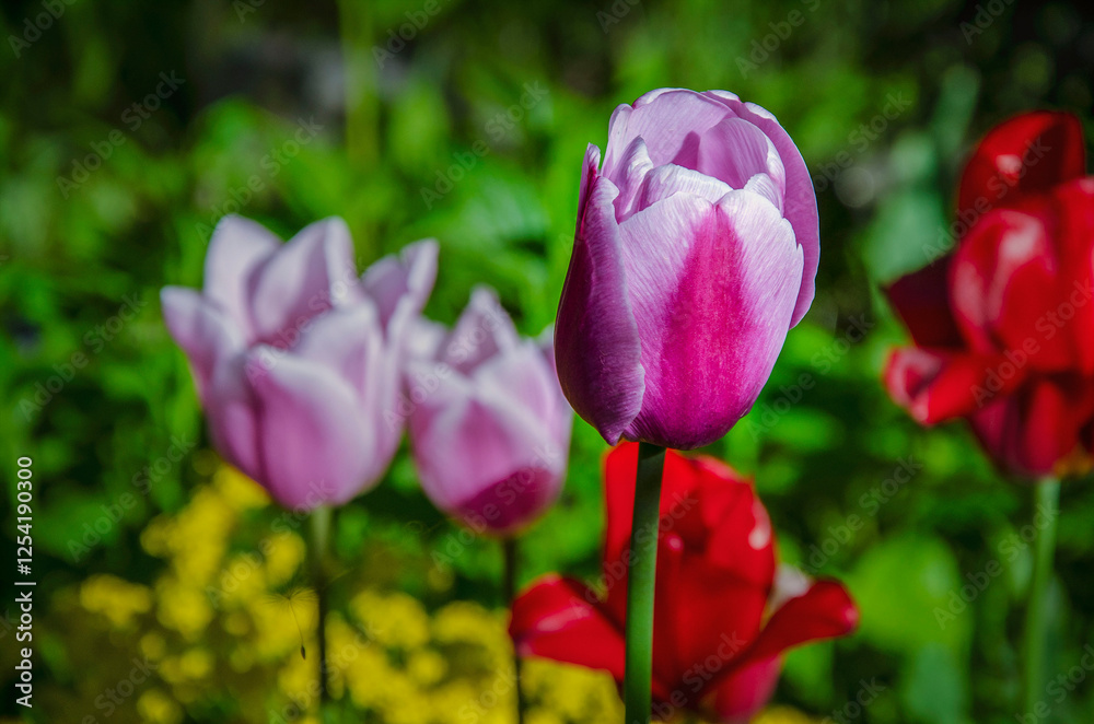 Obraz premium Multicolored tulips blooming in the garden.