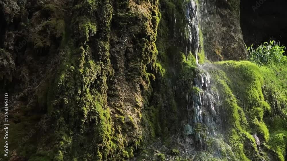 Trickling water cascading down moss-covered rock face, creating serene forest landscape with vibrant green vegetation and soothing natural textures
Trickling water cascading down moss-covered rock face, creating serene forest landscape with vibrant green vegetation and soothing natural textures