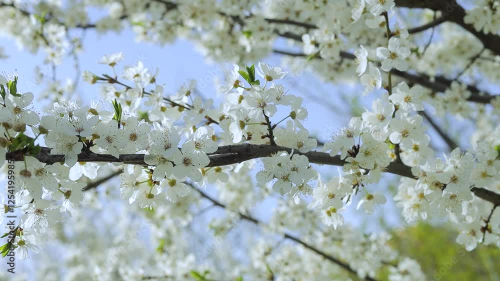 Delicate white plum blossoms gently swaying on tree branch, creating serene springtime landscape against clear blue sky, embodying natural beauty and seasonal renewal
Delicate white plum blossoms gently swaying on tree branch, creating serene springtime landscape against clear blue sky, embodying natural beauty and seasonal renewal