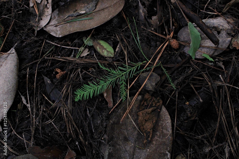 Fototapeta premium cypress leaf forest floor