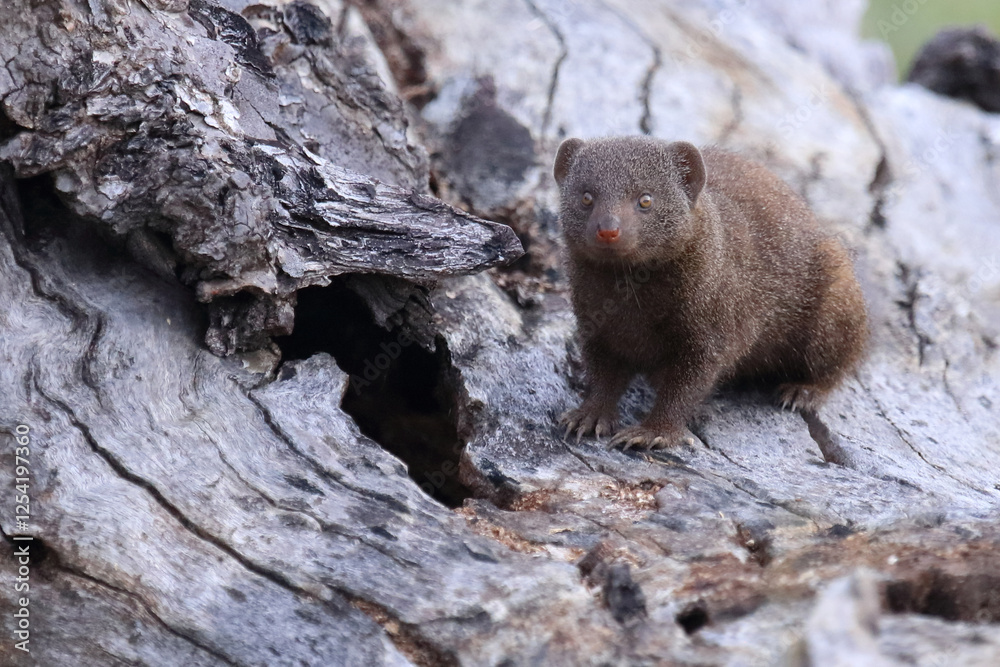 Südliche Zwergmanguste / Dwarf mongoose / Helogale parvula Südliche Zwergmanguste / Dwarf mongoose / Helogale parvula