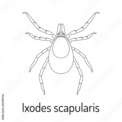 Blacklegged tick (Ixodes scapularis) vector illustration in a detailed, scientific line art style. Perfect for educational, biological, medical, and zoological purposes.
