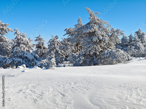 Winter Landscape of Vitosha Mountain, Bulgaria photo