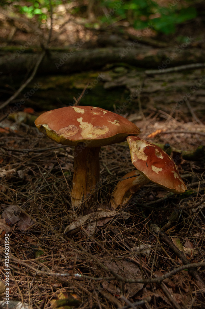 A close-up of two Ruby Boletes (Hortiboletus rubellus) growing under a pine tree in the forest A close-up of two Ruby Boletes (Hortiboletus rubellus) growing under a pine tree in the forest