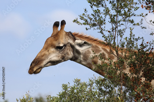 Photography Giraffe / Giraffe / Giraffa camelopardalis