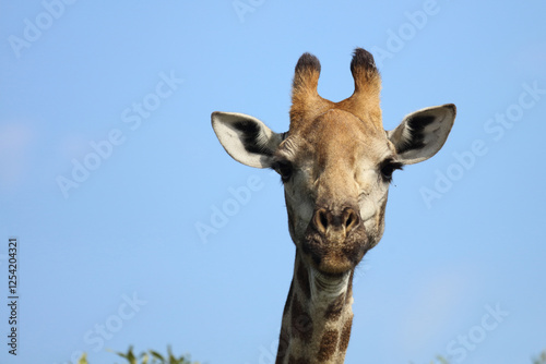 Photography Giraffe / Giraffe / Giraffa camelopardalis