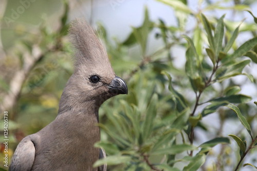 Graulärmvogel / Grey lourie or Grey go-away-bird / Corythaixoides concolor photo