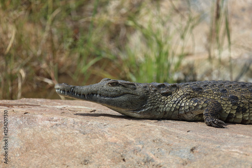 Nilkrokodil / Nile crocodile / Crocodylus niloticus.