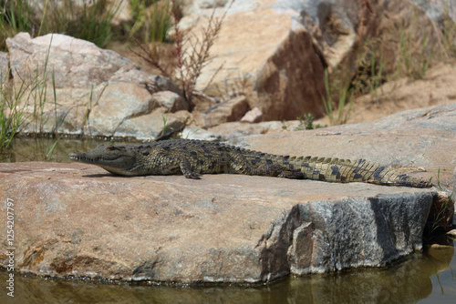 Nilkrokodil / Nile crocodile / Crocodylus niloticus. photo